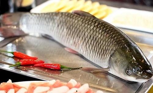 韩国吃货主播生吃八瓜鱼,味蕾冒险之旅！