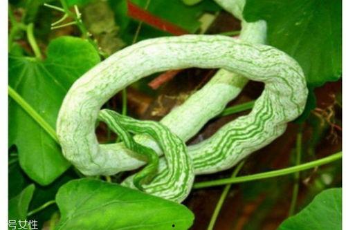 蛇瓜该怎样吃,探索美味与营养的完美结合