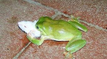 吃瓜青蛙同款,揭秘网红现象背后的秘密