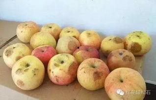 吃瓜嘴里有苦味,揭秘吃瓜嘴苦的奥秘