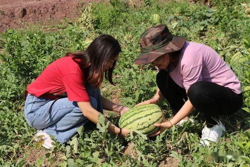 溪溪吃瓜群众,揭秘网络热议背后的真相与趣味