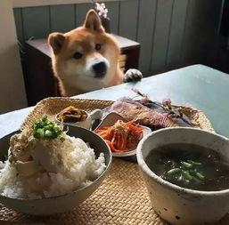 小二柴吃瓜,小二柴的瓜界奇遇记