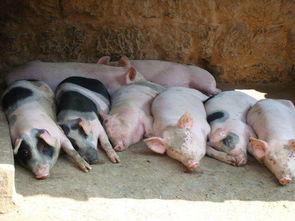 猪可以吃咳嗽瓜吗怎么吃,咳嗽瓜的食用方法与营养价值