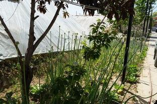 香樟操场吃瓜视频,揭秘校园生活趣味瞬间