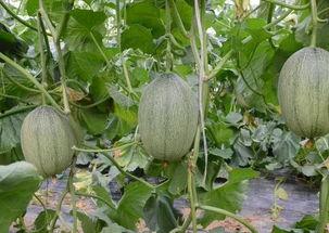 方城吃瓜事件真相,揭秘背后真相与反思