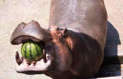 河马吃瓜和大象吃瓜,一场生态界的美食盛宴