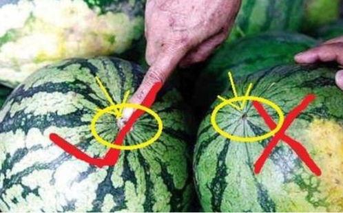 甜桃吃瓜,探寻夏日消暑美食之旅