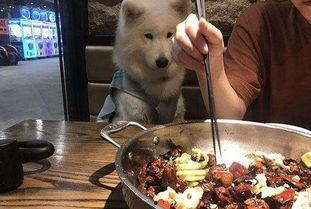 主人吃狗血瓜,主人食瓜引发的伦理争议