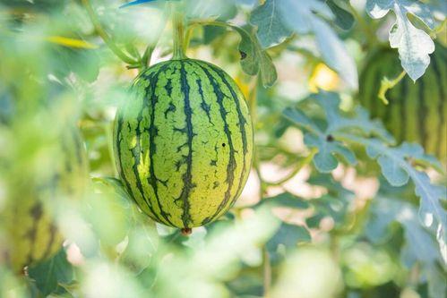 恩施瓜怎么吃才好吃,解锁美味新境界