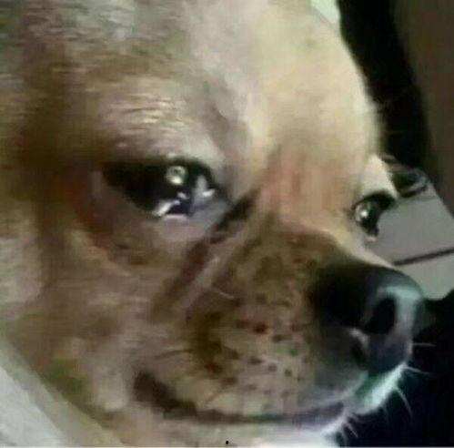 狗子吃瓜愣住表情,萌态十足引网友热议