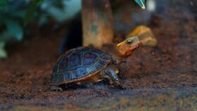 仙叔叔吃瓜龟,仙叔叔与吃瓜龟的奇幻冒险之旅