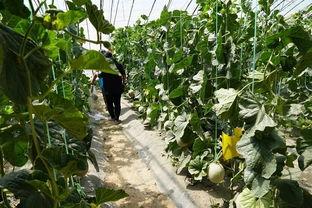 文县的吃瓜视频,探寻民间美食风情