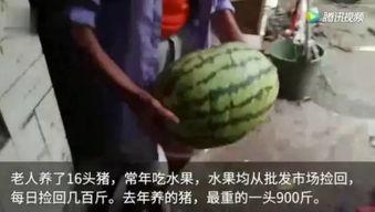 吃瓜视频吃多了,揭秘娱乐圈背后的真相与秘密