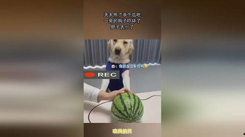 天热请你吃瓜,尽享清凉——天热请你吃瓜